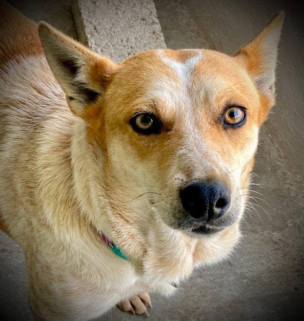 Enlarge Skye, a Adoptable Australian Cattle Dog / Blue Heeler in Woodstock, ON image 3/6