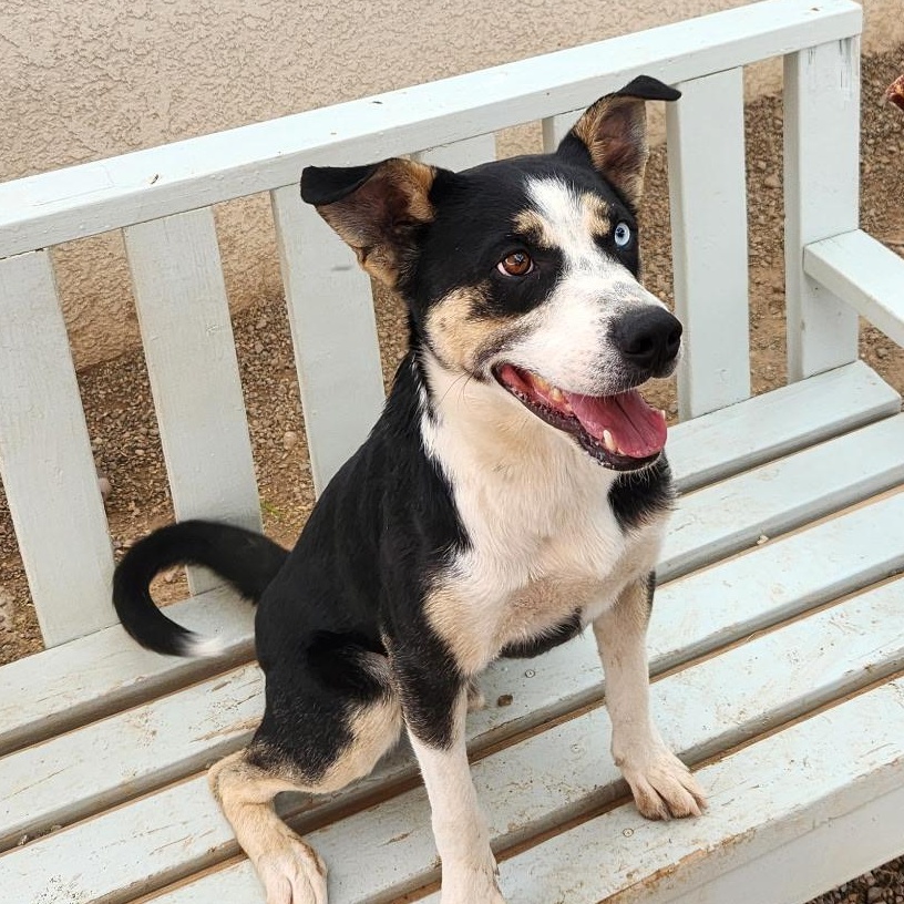 Brutus, an adoptable Catahoula Leopard Dog in Parker, AZ, 85344 | Photo Image 1