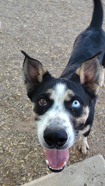 Enlarge Brutus, a Adoptable Catahoula Leopard Dog in Parker, AZ video 2/2