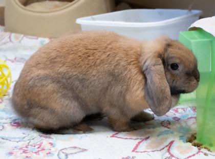 Enlarge Daisy, a Adoptable Lop Eared in Ann Arbor, MI image 1/3