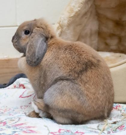 Enlarge Daisy, a Adoptable Lop Eared in Ann Arbor, MI image 2/3