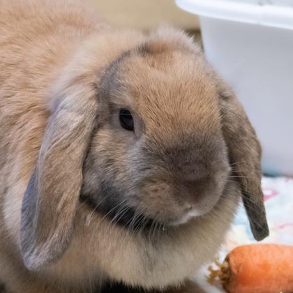 Enlarge Daisy, a Adoptable Lop Eared in Ann Arbor, MI image 3/3