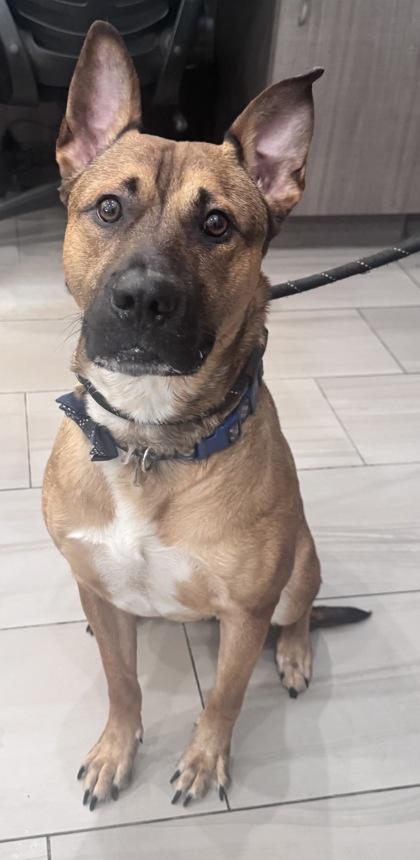 Enlarge Carmel - 2, a Adoptable mixed breed in Daytona Beach, FL image 2/2