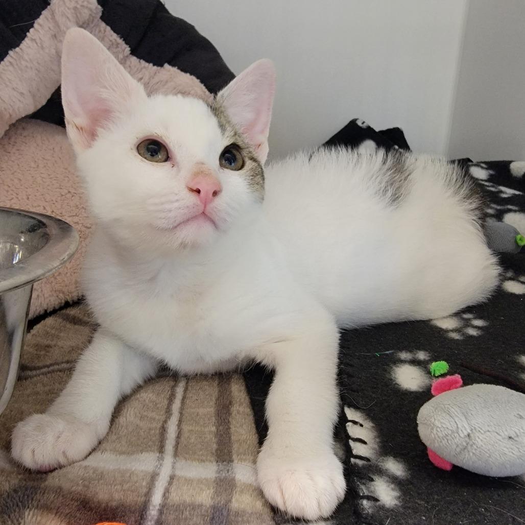 Sumarni, Adoptable, Kitten Female Domestic Short Hair.