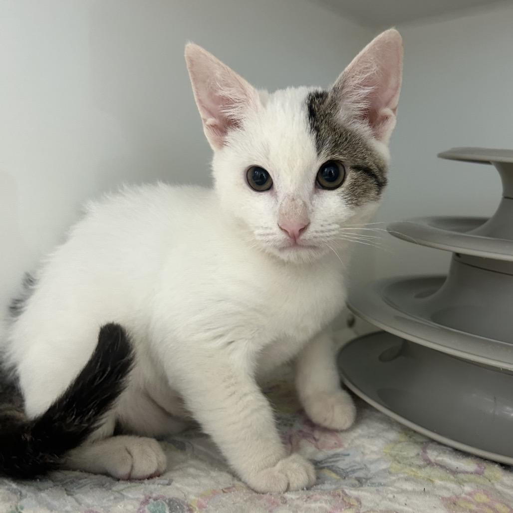 Sumarni, a Adoptable Domestic Short Hair in Phoenix, AZ image 2/3