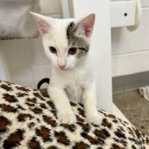Sumarni, a Adoptable Domestic Short Hair in Phoenix, AZ image 3/3