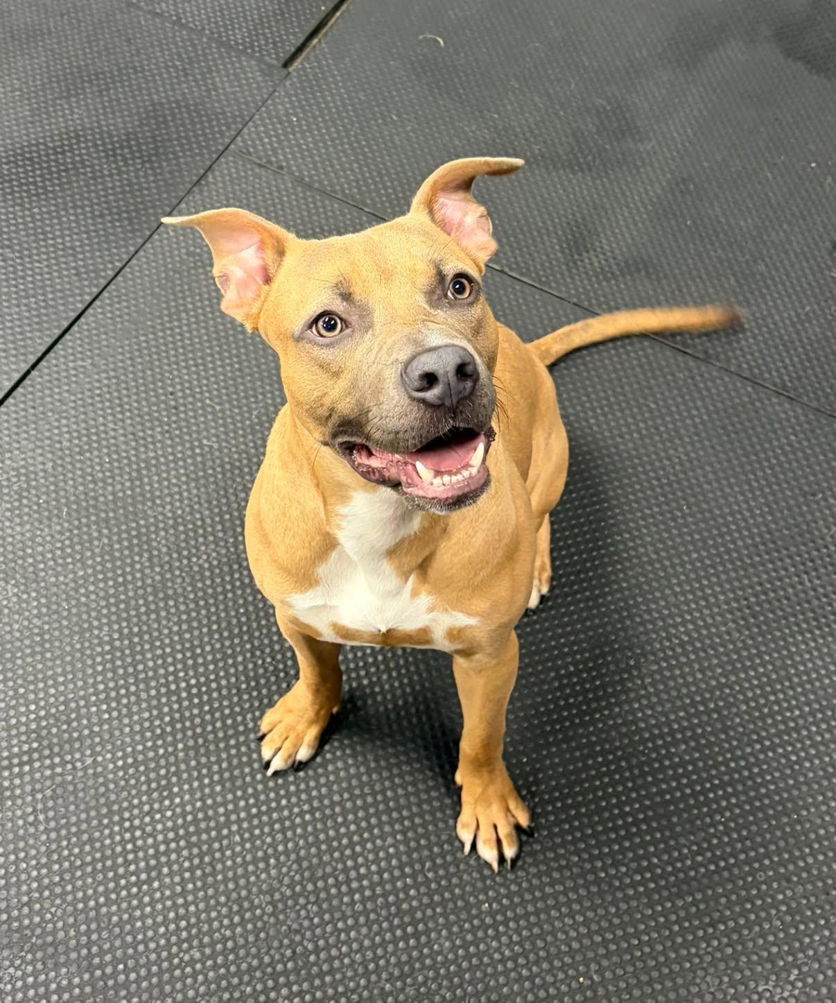 Enlarge Max, a Adoptable Pit Bull Terrier in Vernon Hills, IL image 4/6