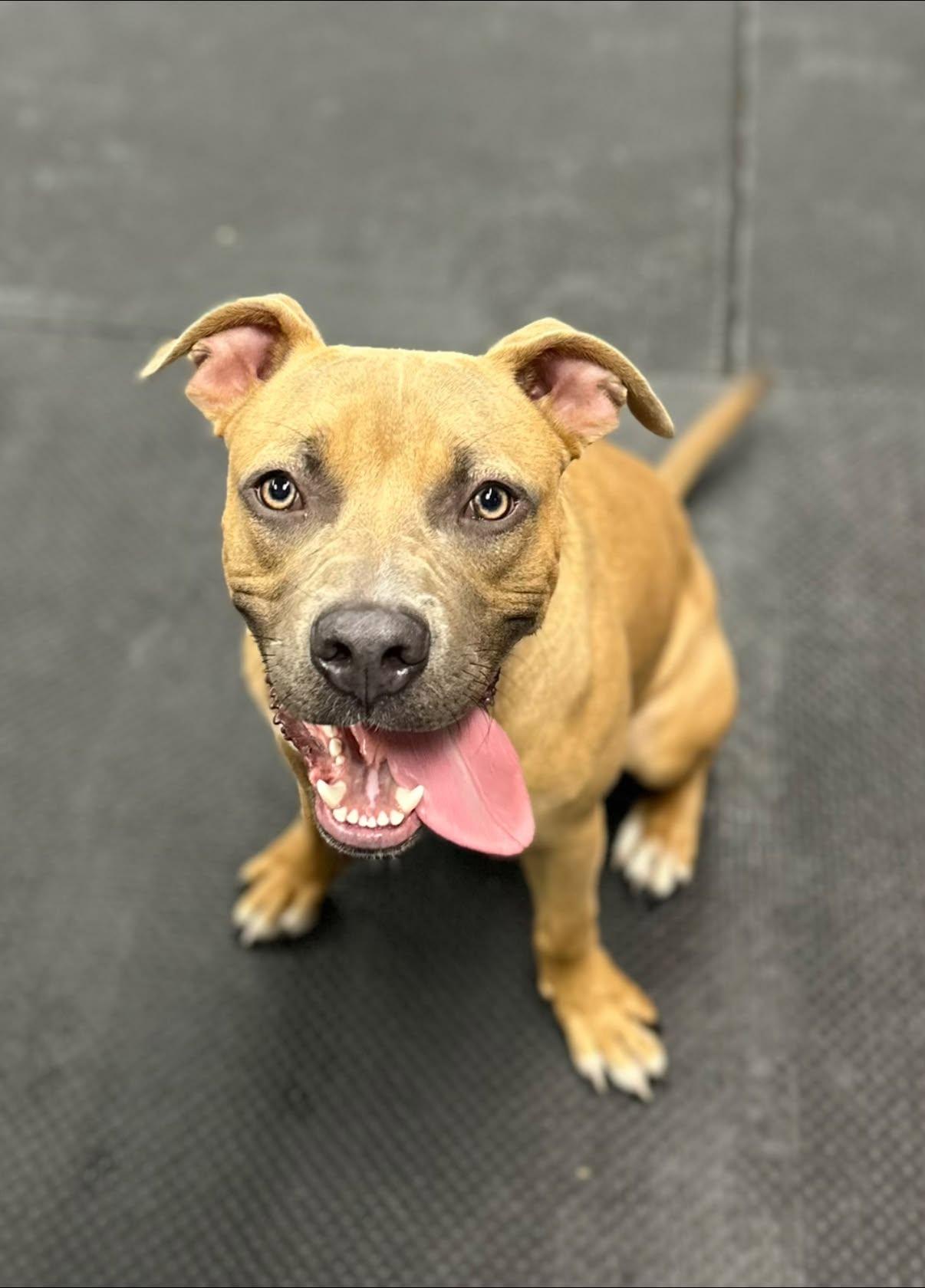 Enlarge Max, a Adoptable Pit Bull Terrier in Vernon Hills, IL image 3/6