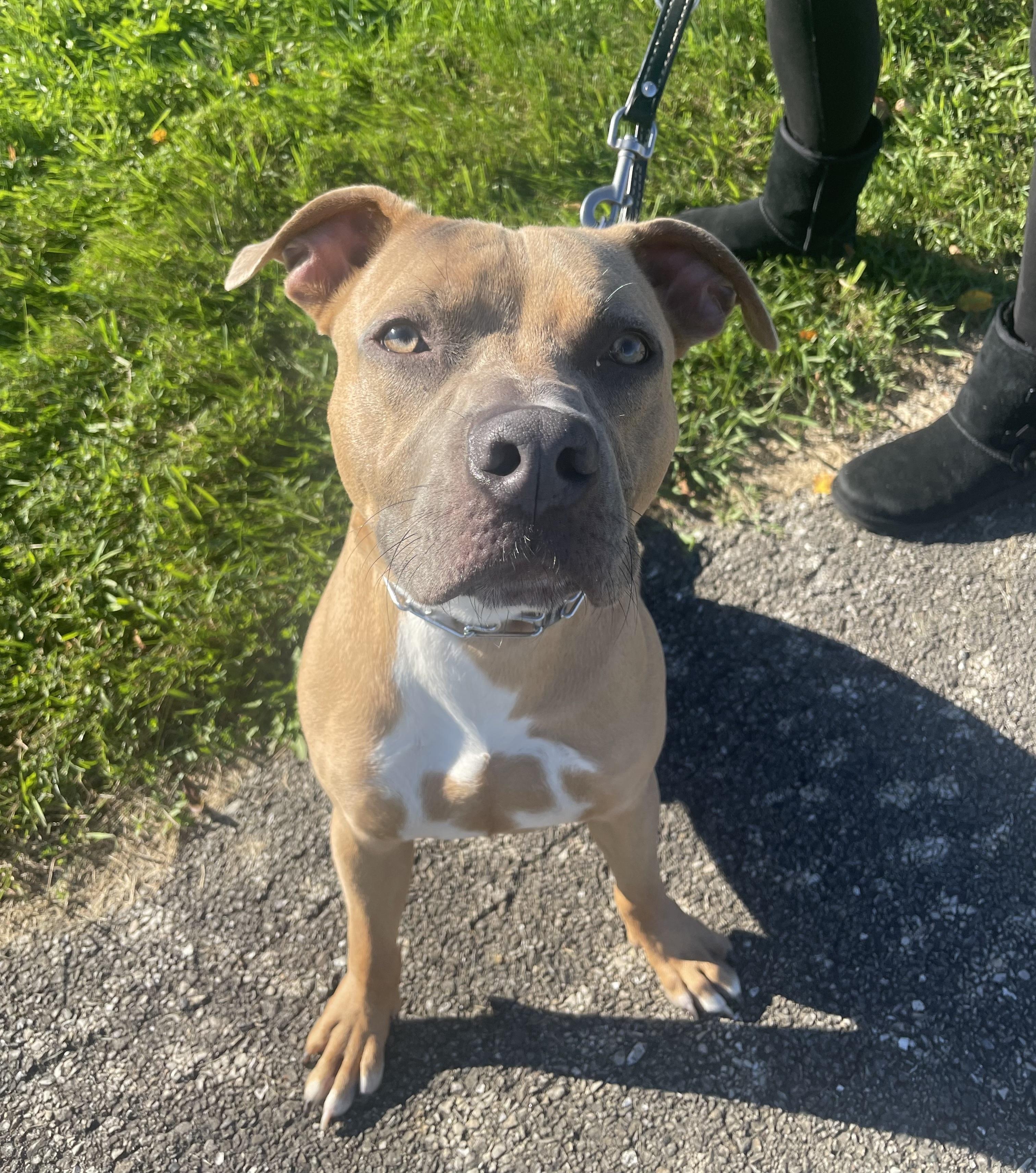 Enlarge Max, a Adoptable Pit Bull Terrier in Vernon Hills, IL image 1/6