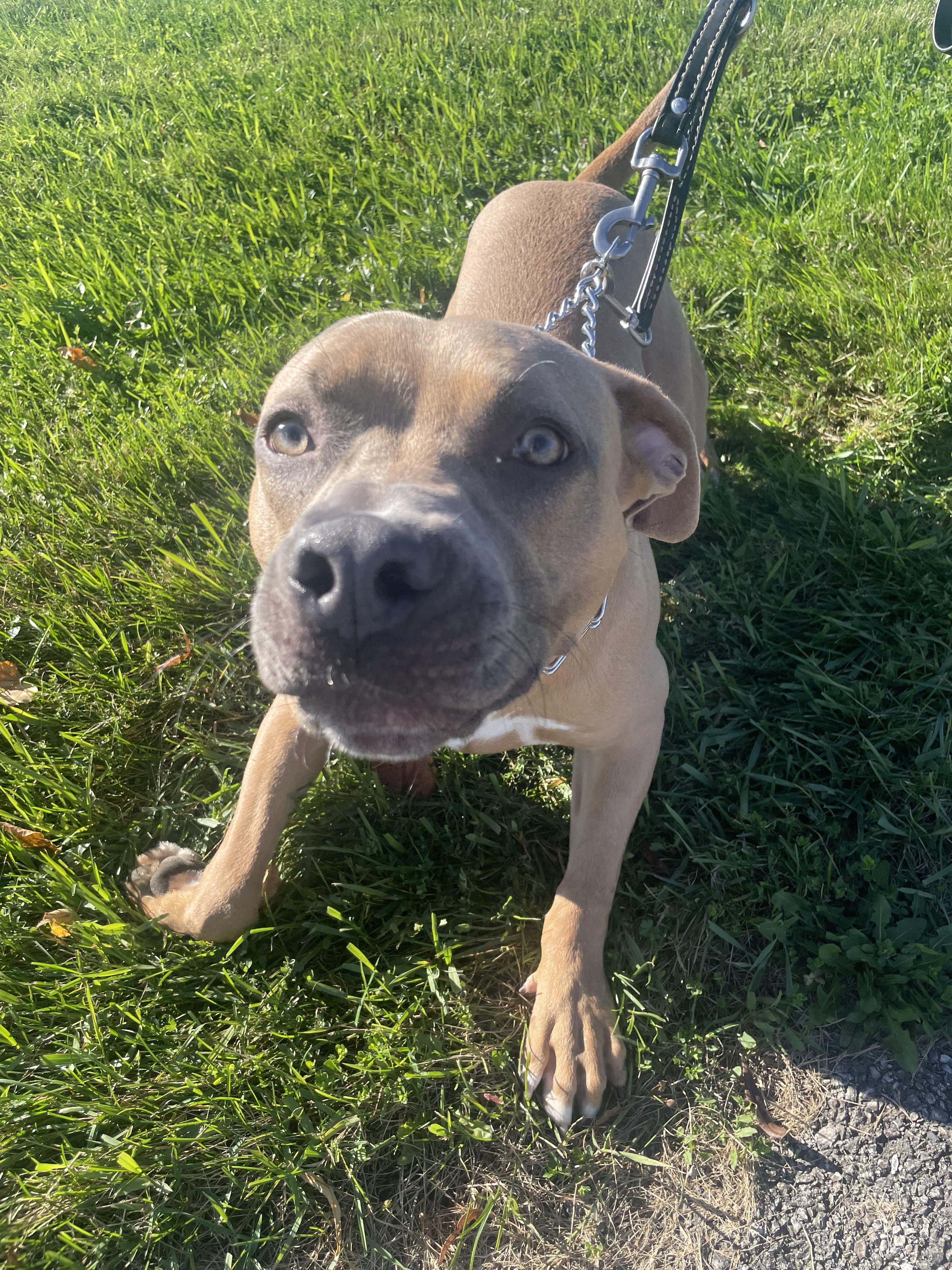 Enlarge Max, a Adoptable Pit Bull Terrier in Vernon Hills, IL image 6/6