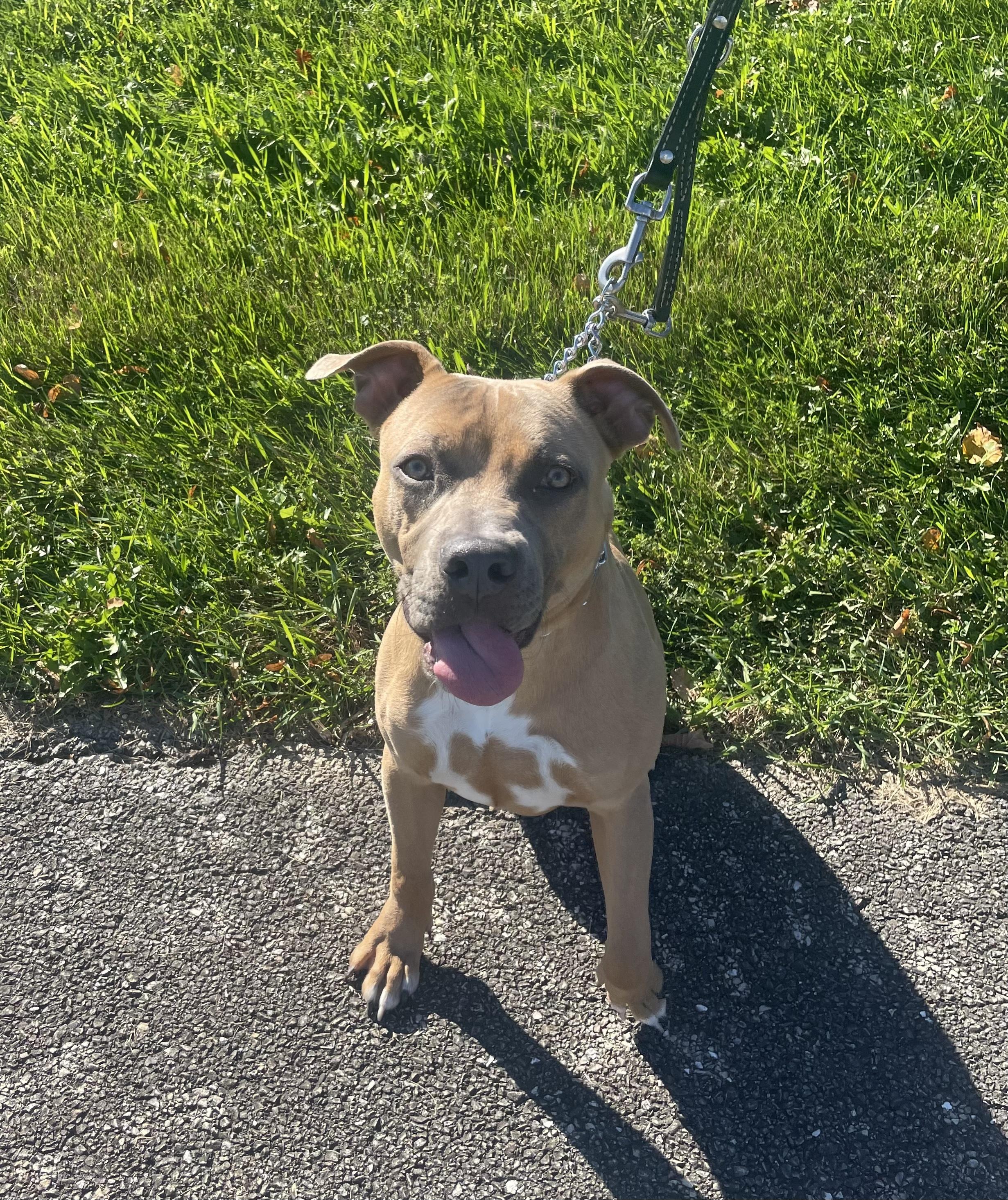 Enlarge Max, a Adoptable Pit Bull Terrier in Vernon Hills, IL image 2/6