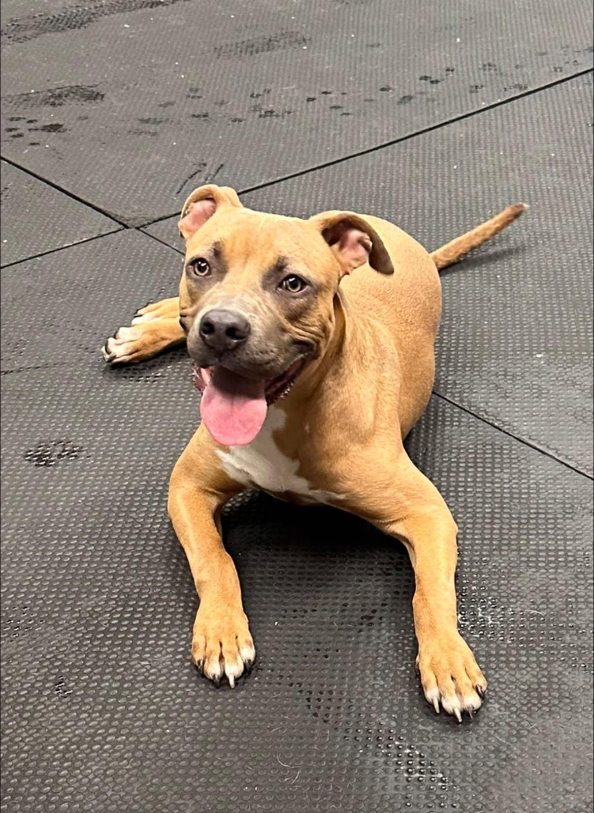 Enlarge Max, a Adoptable Pit Bull Terrier in Vernon Hills, IL image 5/6