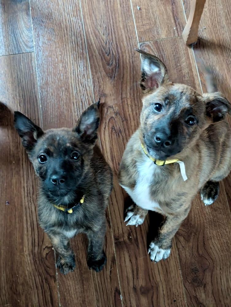 Sir Romeo, Adoptable, Puppy Male Mixed Breed.