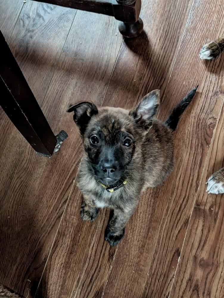 Enlarge Sir Romeo, a Adoptable mixed breed in Amherst, NY image 2/2