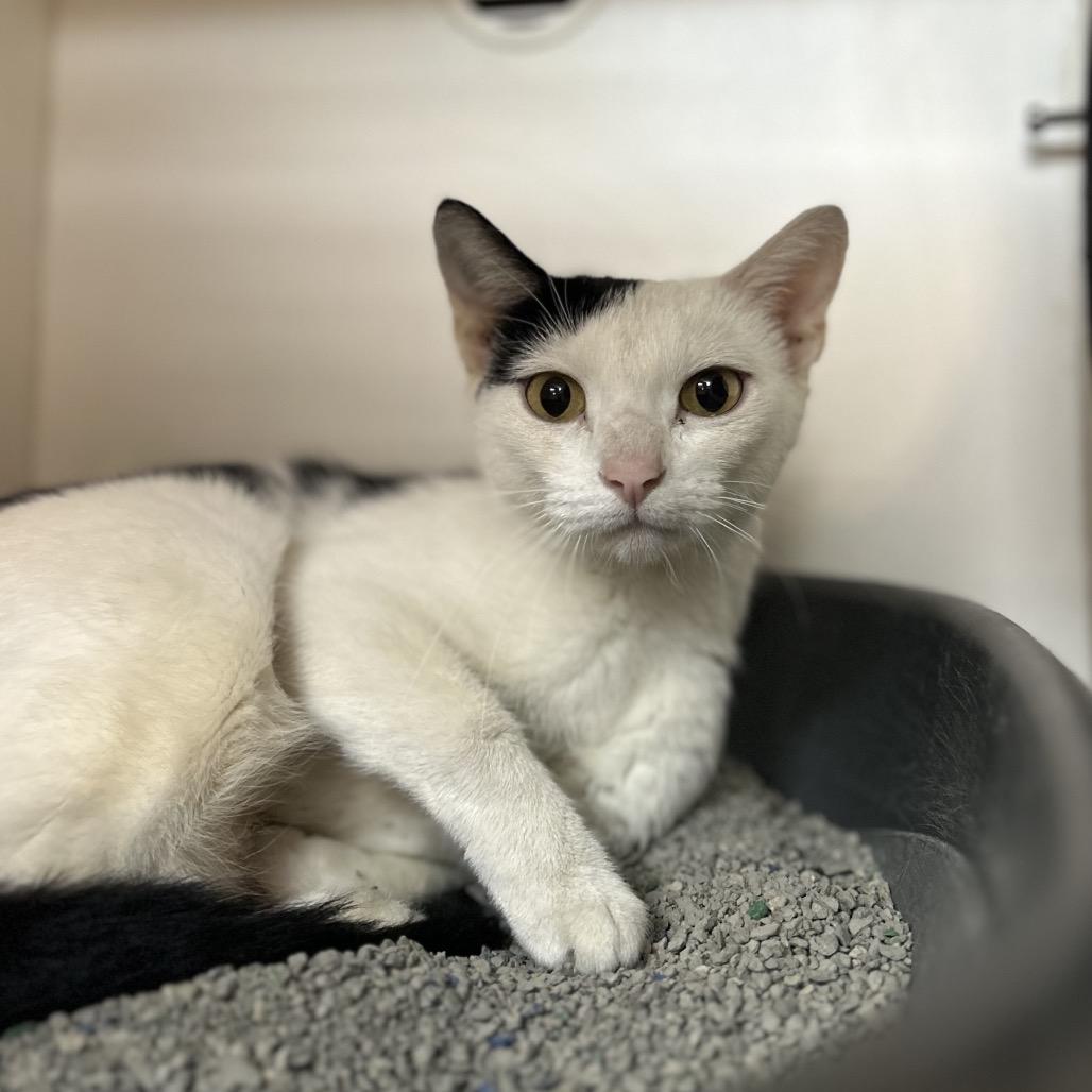 Cindy Lou Who, Adoptable, Young Female Domestic Short Hair.