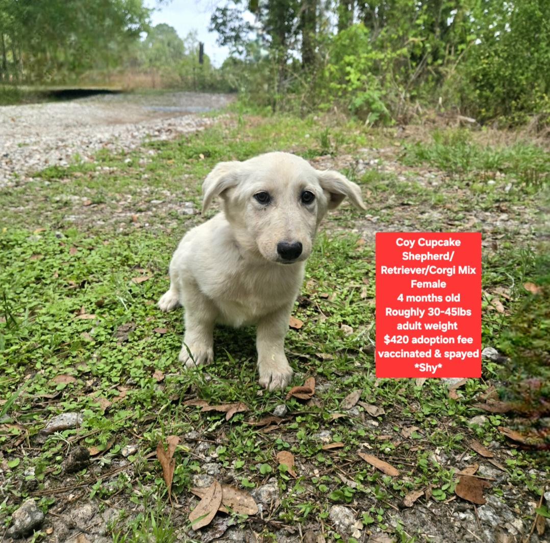 Enlarge Coy Cupcake, an adopted mixed breed in Oviedo, FL image 1/1