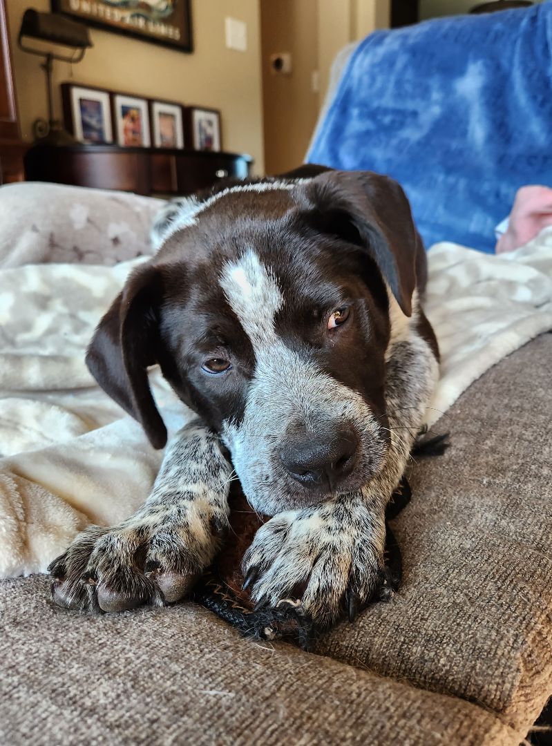 Alvin, Adopted, Puppy Male Australian Cattle Dog / Blue Heeler.