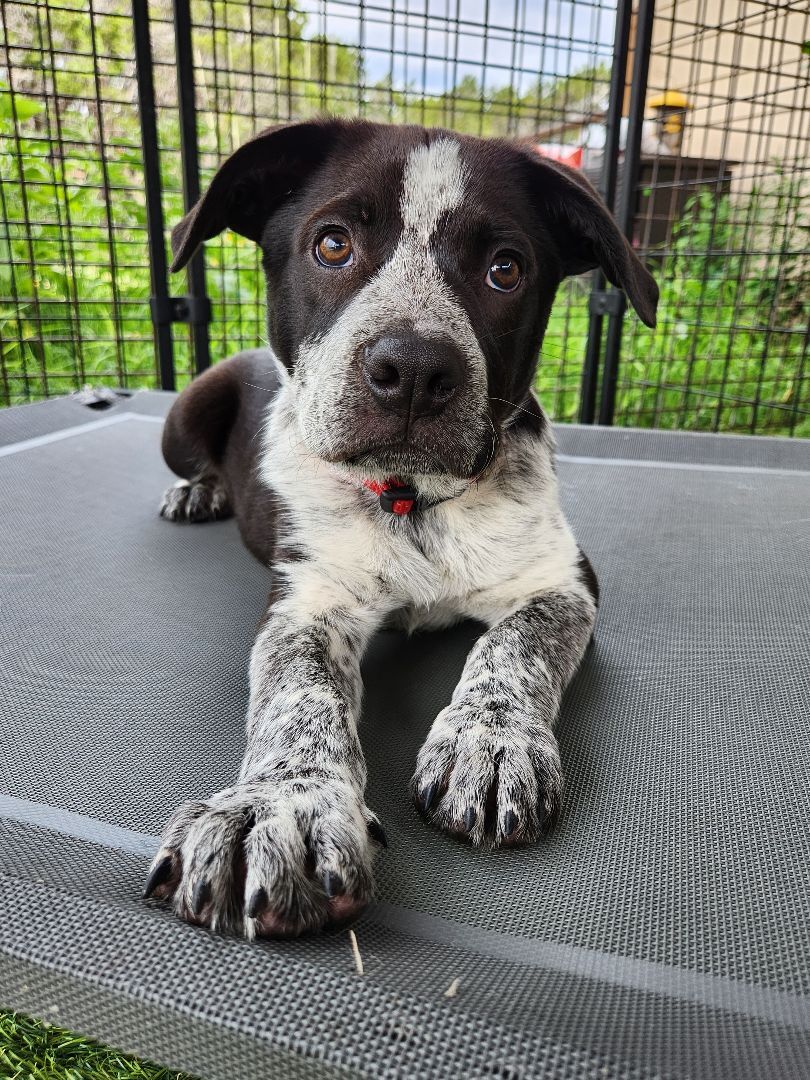 Enlarge Alvin, a Adopted mixed breed in Killeen, TX image 3/12