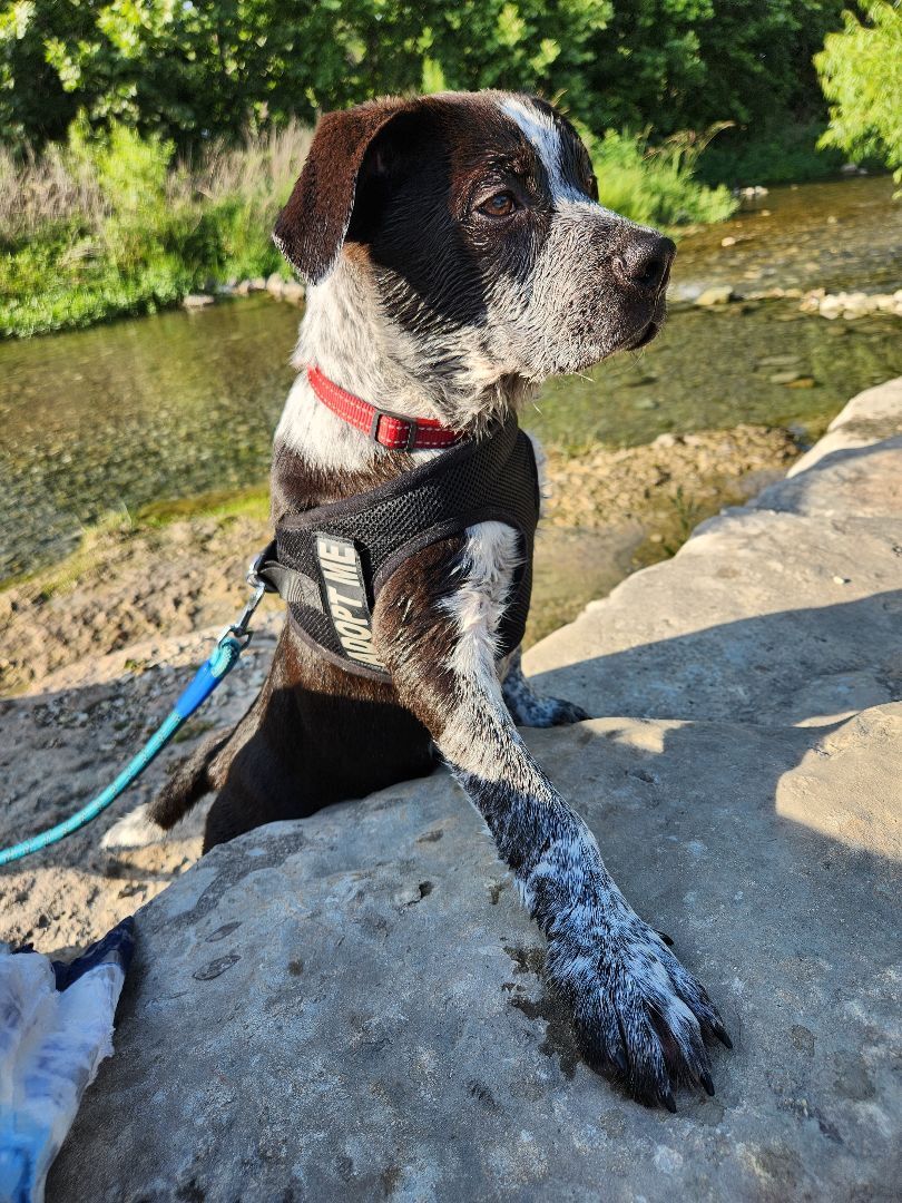 Enlarge Alvin, a Adopted mixed breed in Killeen, TX image 4/12