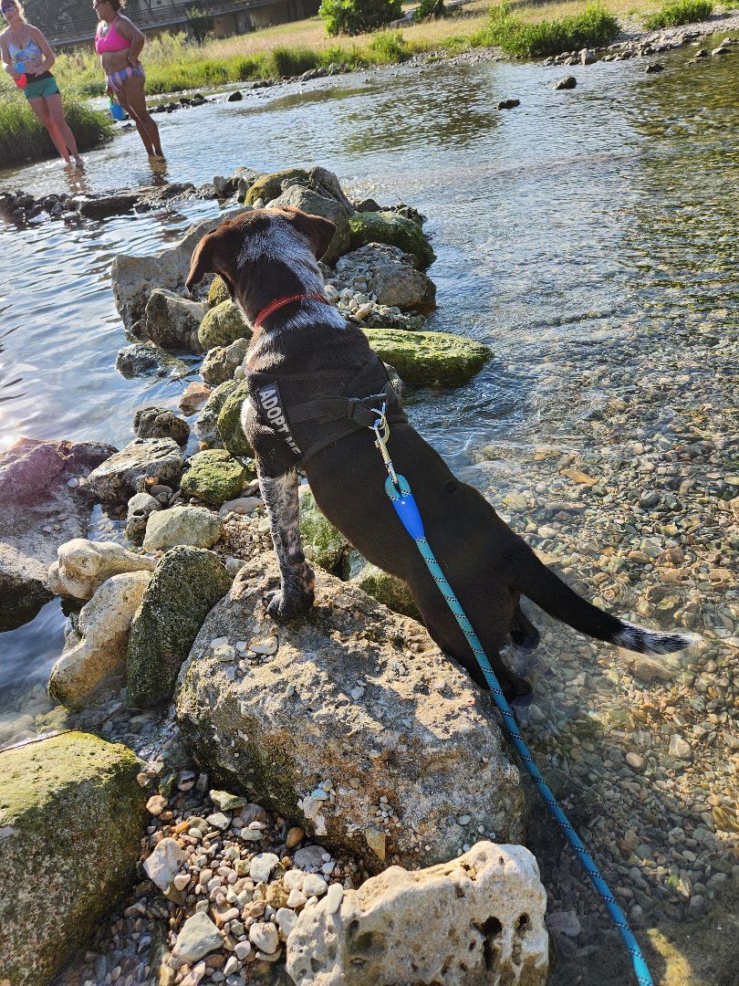Enlarge Alvin, a Adopted mixed breed in Killeen, TX image 6/12