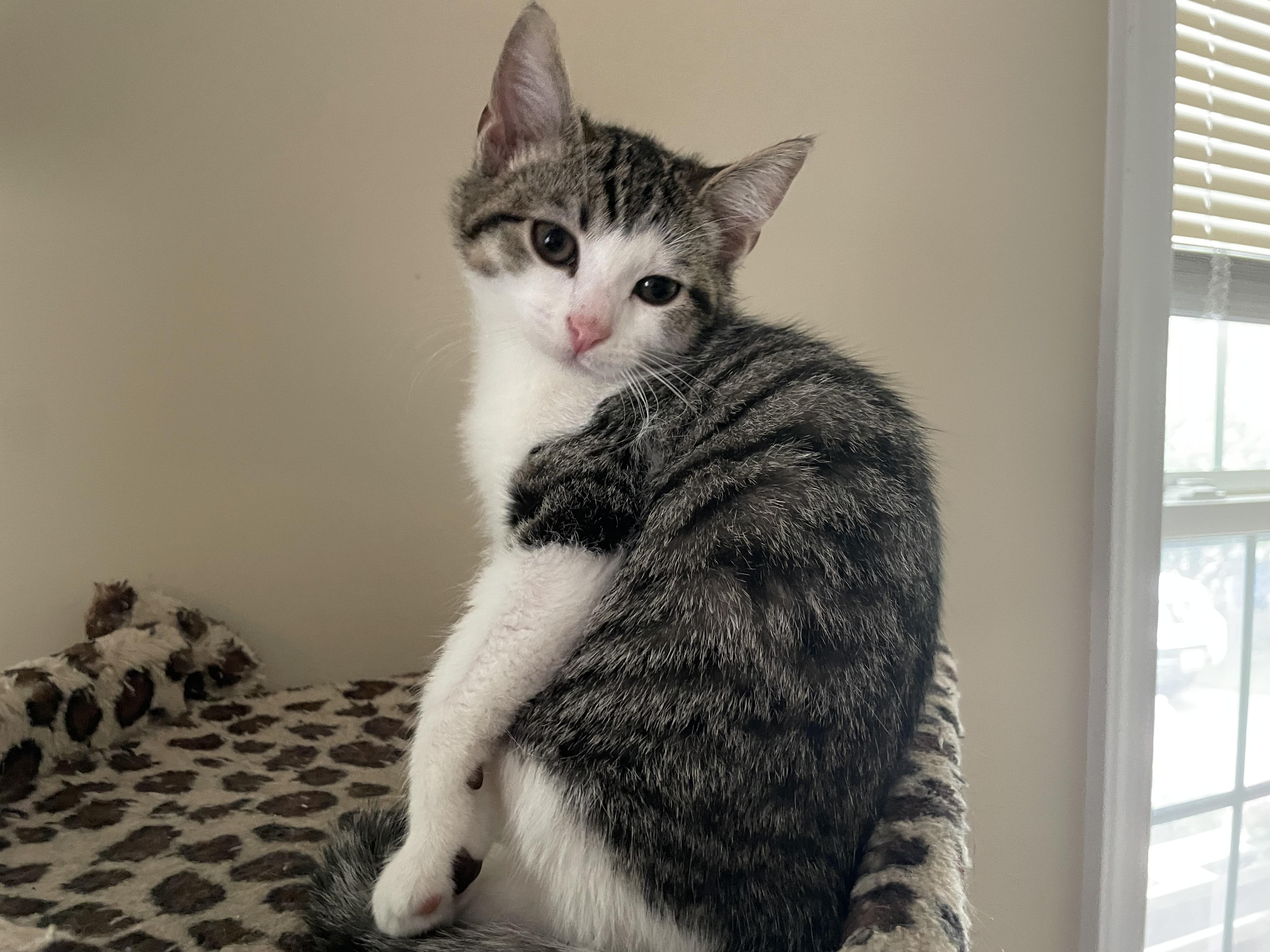 Kristoff (Disney Litter), Baby Male unknown