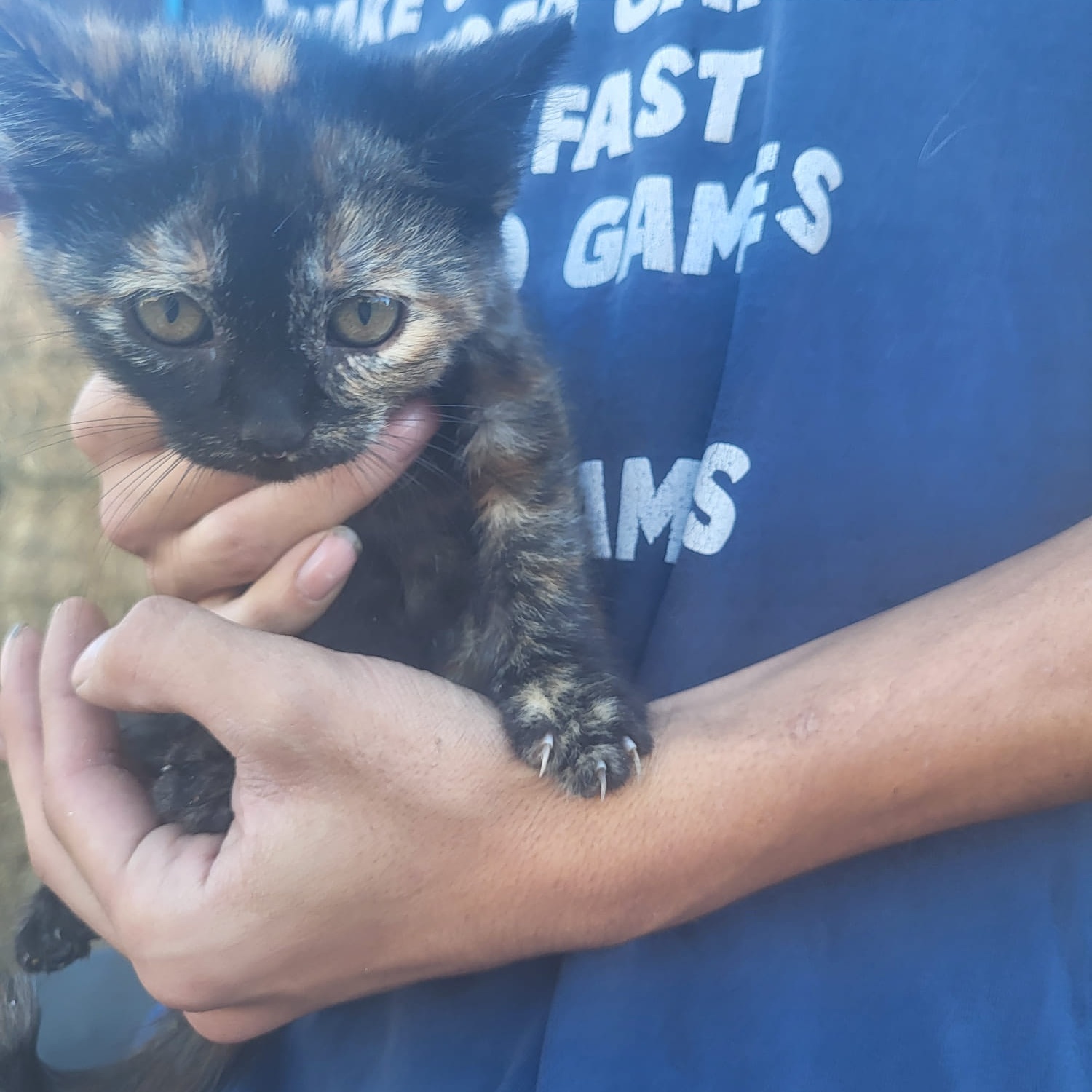 Enlarge Nova, a Adopted Domestic Short Hair in MORONI, UT image 1/1