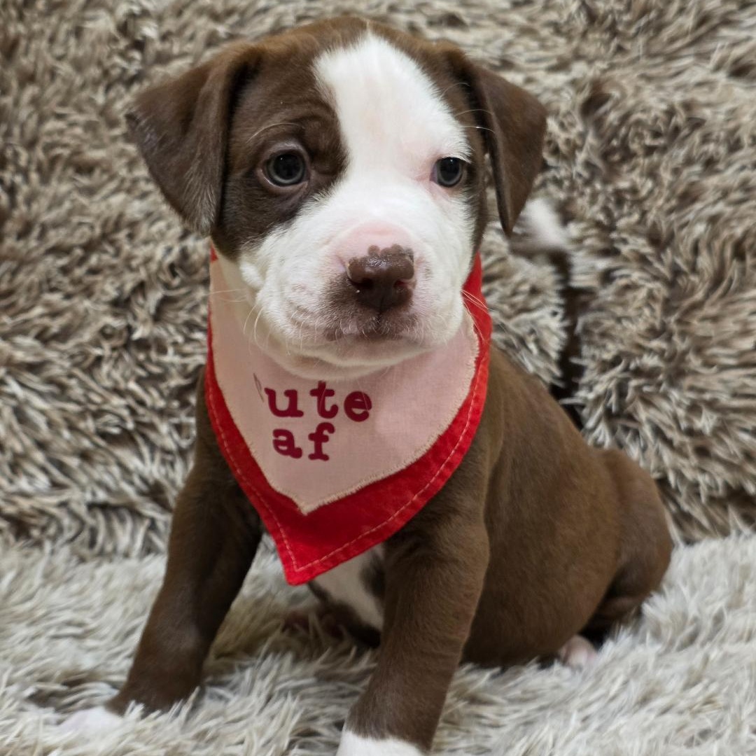 Enlarge Raya, a ADOPTABLE mixed breed in Phenix City, AL image 4/6