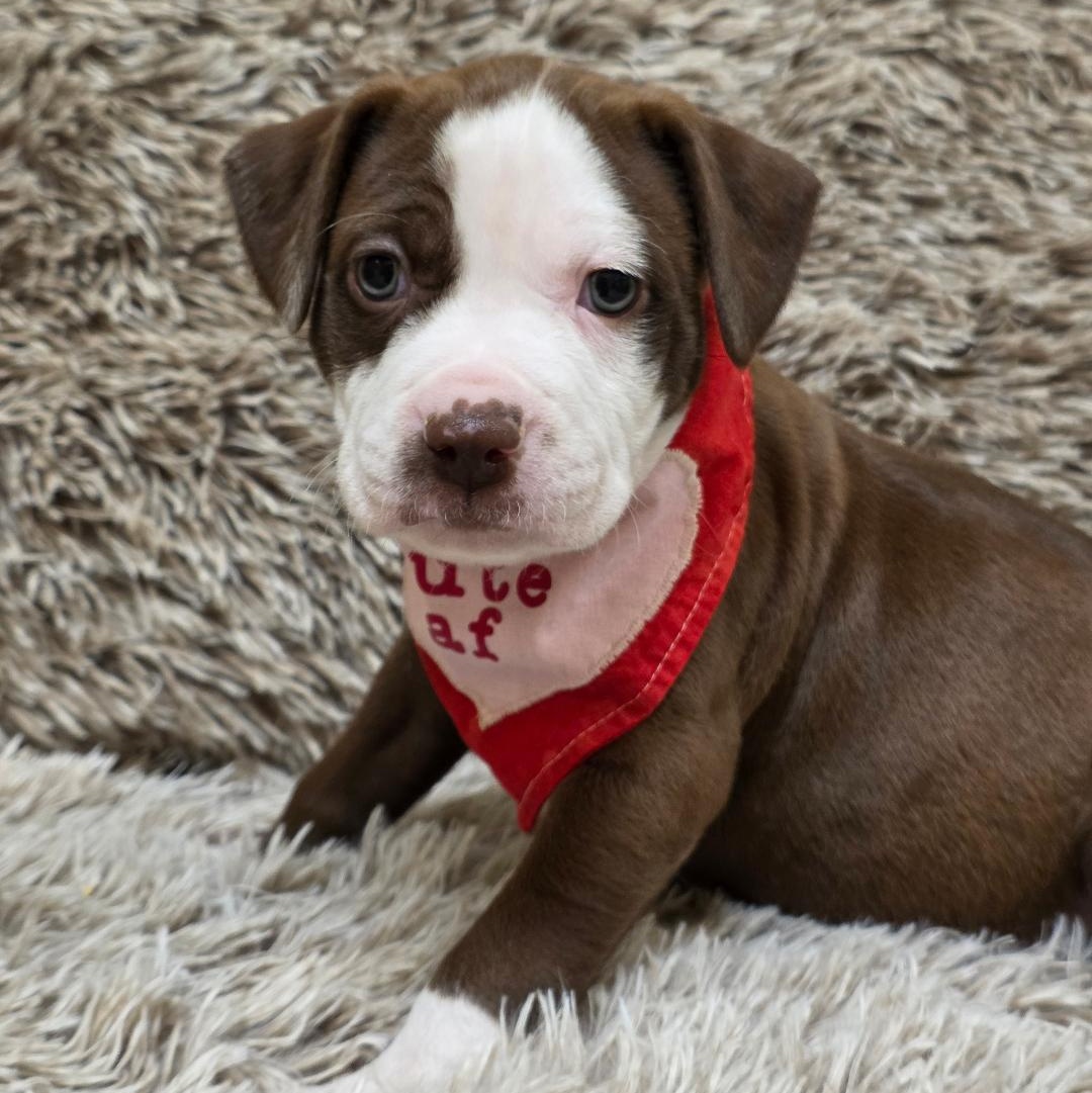 Enlarge Raya, a ADOPTABLE mixed breed in Phenix City, AL image 5/6