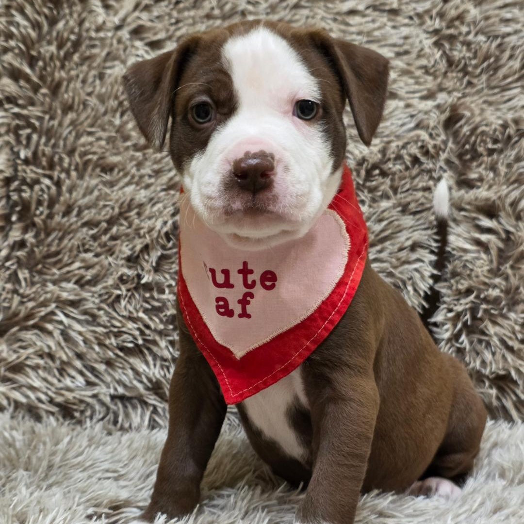 Enlarge Raya, a ADOPTABLE mixed breed in Phenix City, AL image 2/6