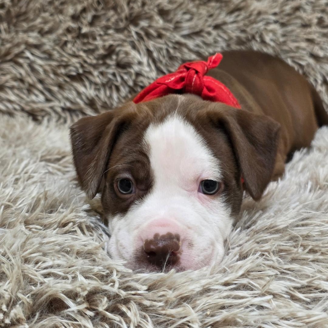 Enlarge Raya, a ADOPTABLE mixed breed in Phenix City, AL image 6/6