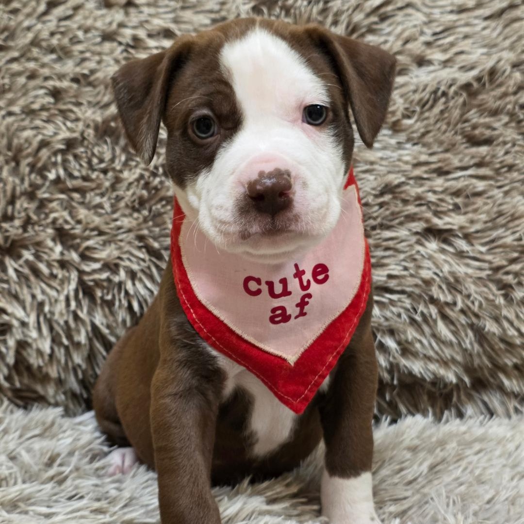 Raya, ADOPTABLE, Puppy Female Pit Bull Terrier.