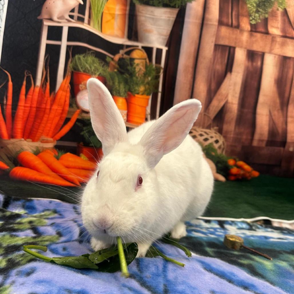 Frost, Adoptable, Young Female Bunny Rabbit.