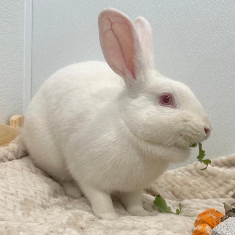 Enlarge Frost, a Adoptable Bunny Rabbit in Puslinch, ON image 2/6