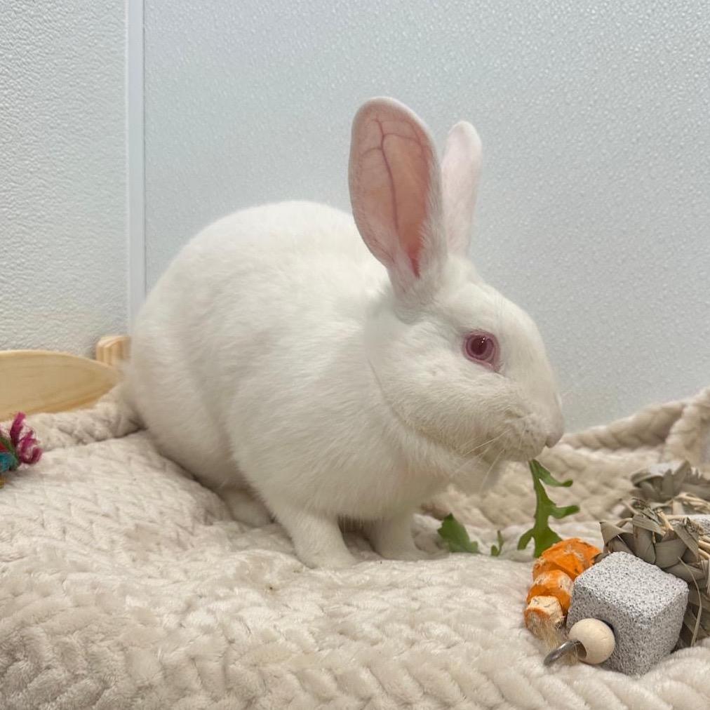Enlarge Frost, a Adoptable Bunny Rabbit in Puslinch, ON image 3/6