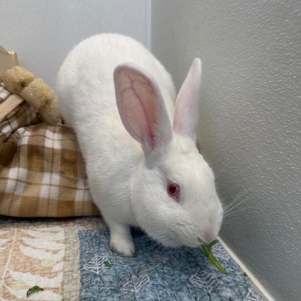 Enlarge Frost, a Adoptable Bunny Rabbit in Puslinch, ON image 4/6