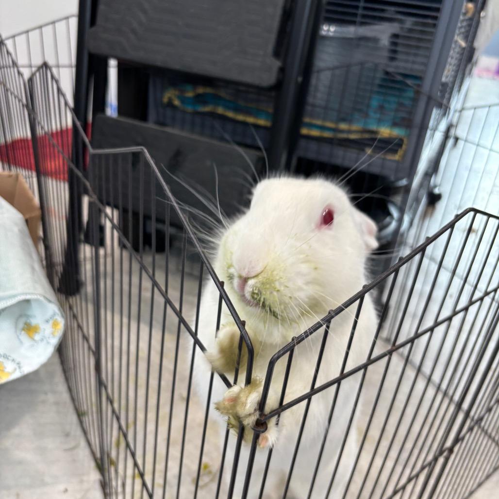 Enlarge Frost, a Adoptable Bunny Rabbit in Puslinch, ON image 5/6