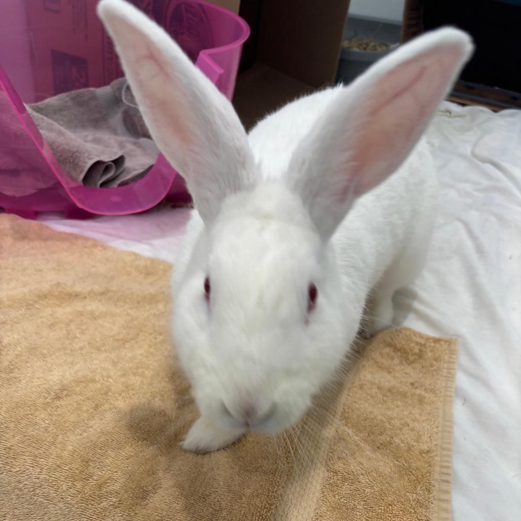Enlarge Frost, a Adoptable Bunny Rabbit in Puslinch, ON image 6/6