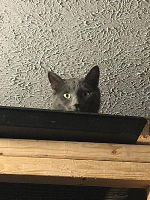 Max bonded with Nicky, Adoptable, Adult Male Domestic Short Hair.