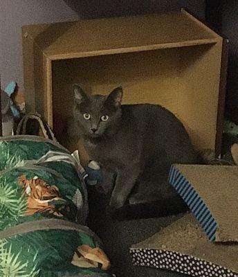 Enlarge Max bonded with Nicky, a Adoptable Domestic Short Hair in Macedonia, OH image 3/3