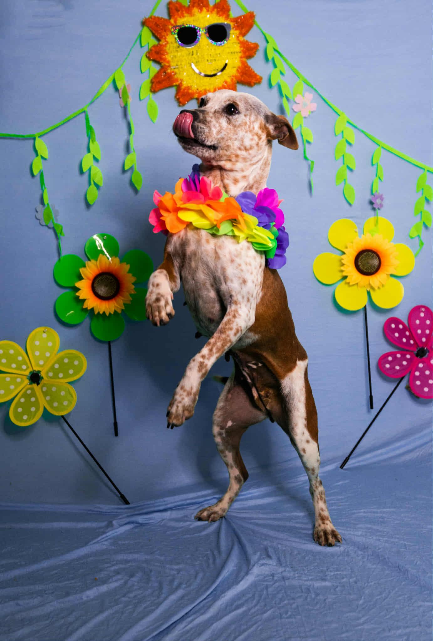 Enlarge Glenda, a ADOPTABLE mixed breed in Manhasset, NY image 4/4