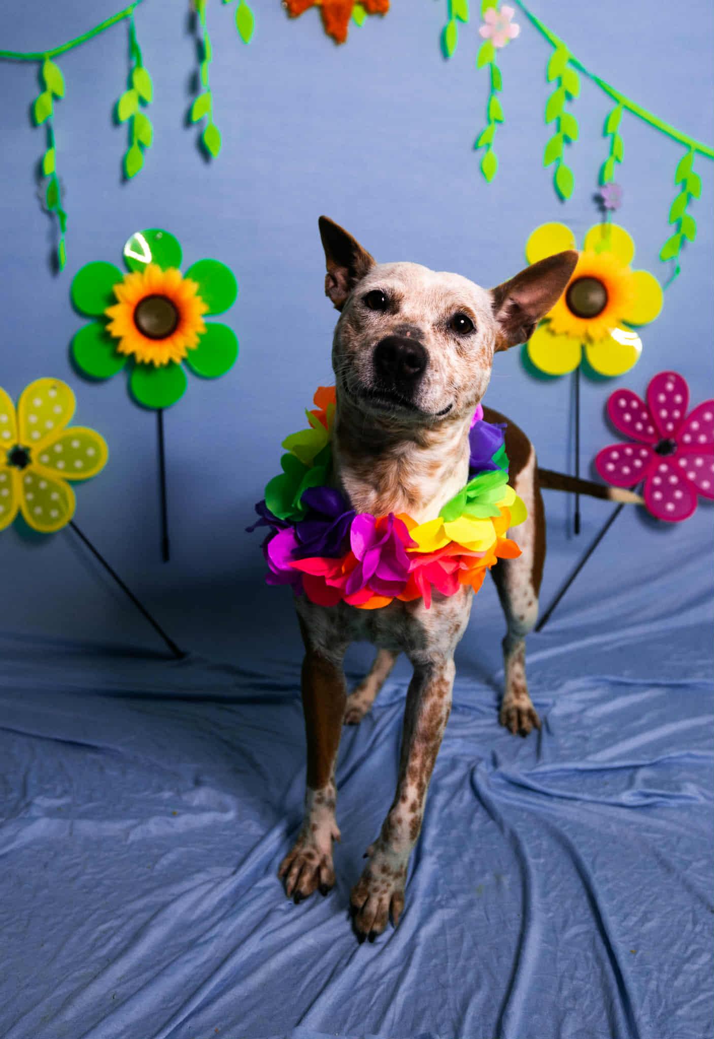 Enlarge Glenda, a ADOPTABLE mixed breed in Manhasset, NY image 1/4