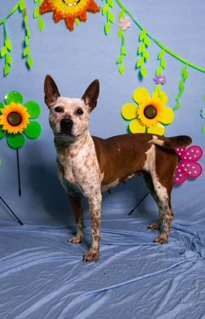 Enlarge Glenda, a ADOPTABLE mixed breed in Manhasset, NY image 2/4