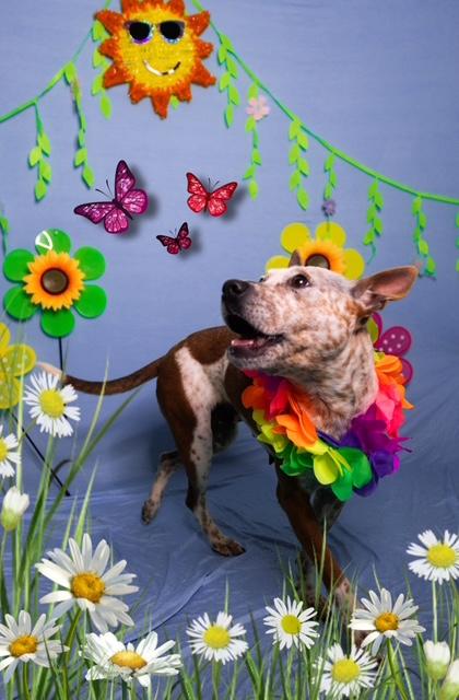 Enlarge Glenda, a ADOPTABLE mixed breed in Manhasset, NY image 3/4