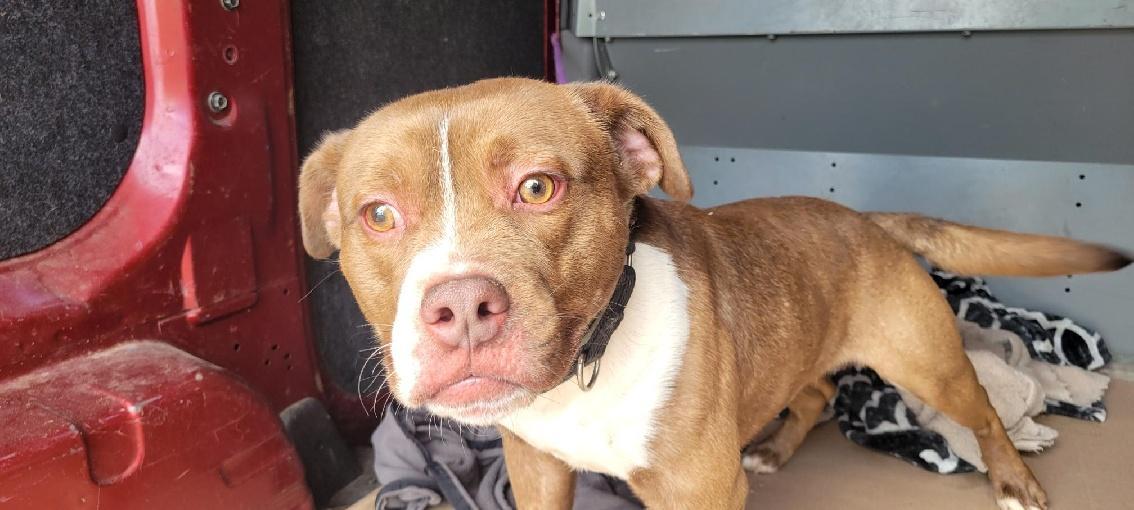 Enlarge Barney, a Adoptable Mixed Breed in Monroe, MI image 1/2