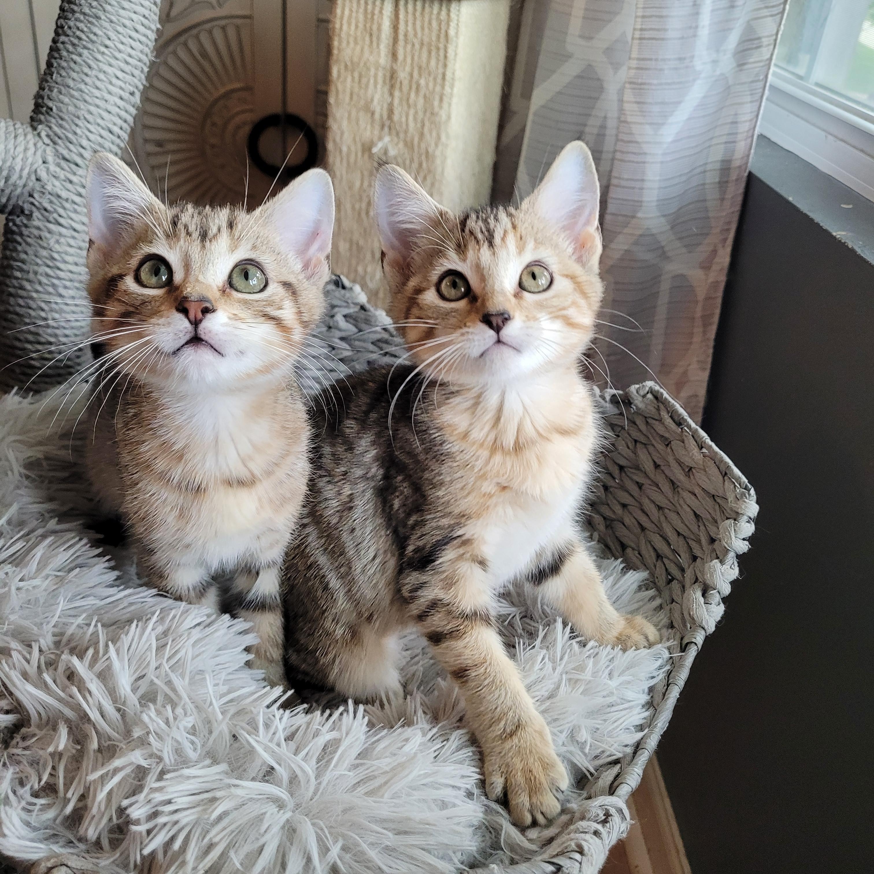 Enlarge Puddin' & Boots, a Adoptable Domestic Short Hair in Indianapolis, IN image 1/5