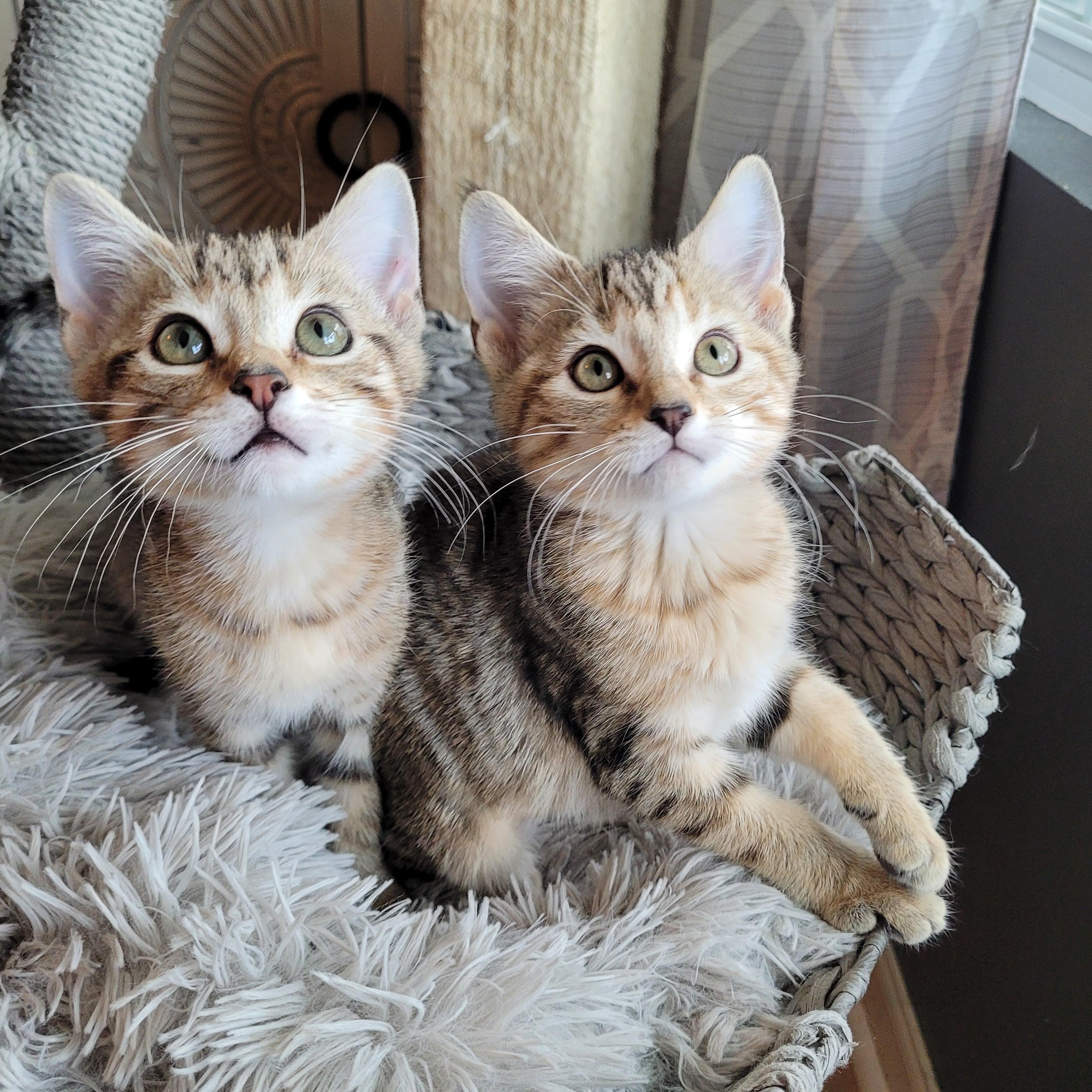 Enlarge Puddin' & Boots, a Adoptable Domestic Short Hair in Indianapolis, IN image 3/5