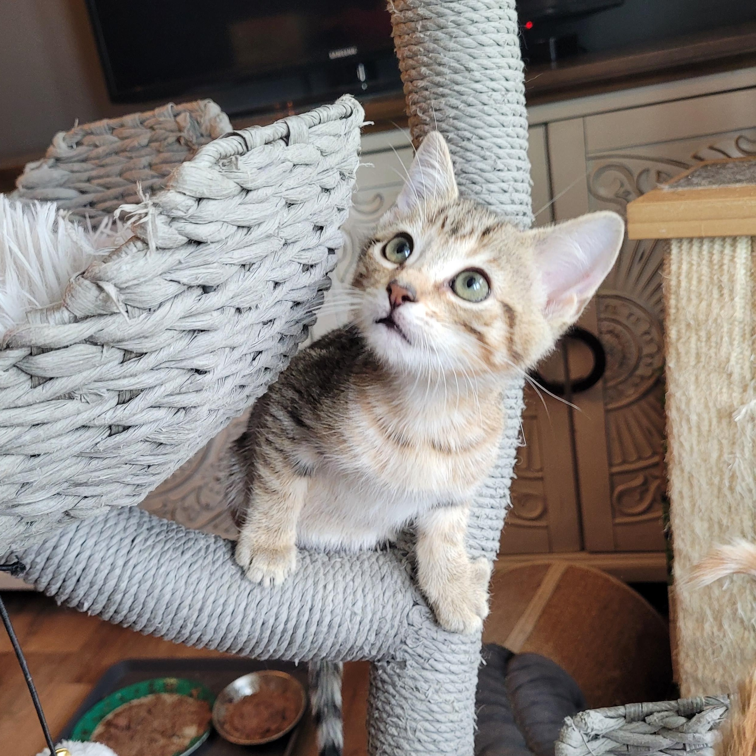 Enlarge Puddin' & Boots, a Adoptable Domestic Short Hair in Indianapolis, IN image 4/5