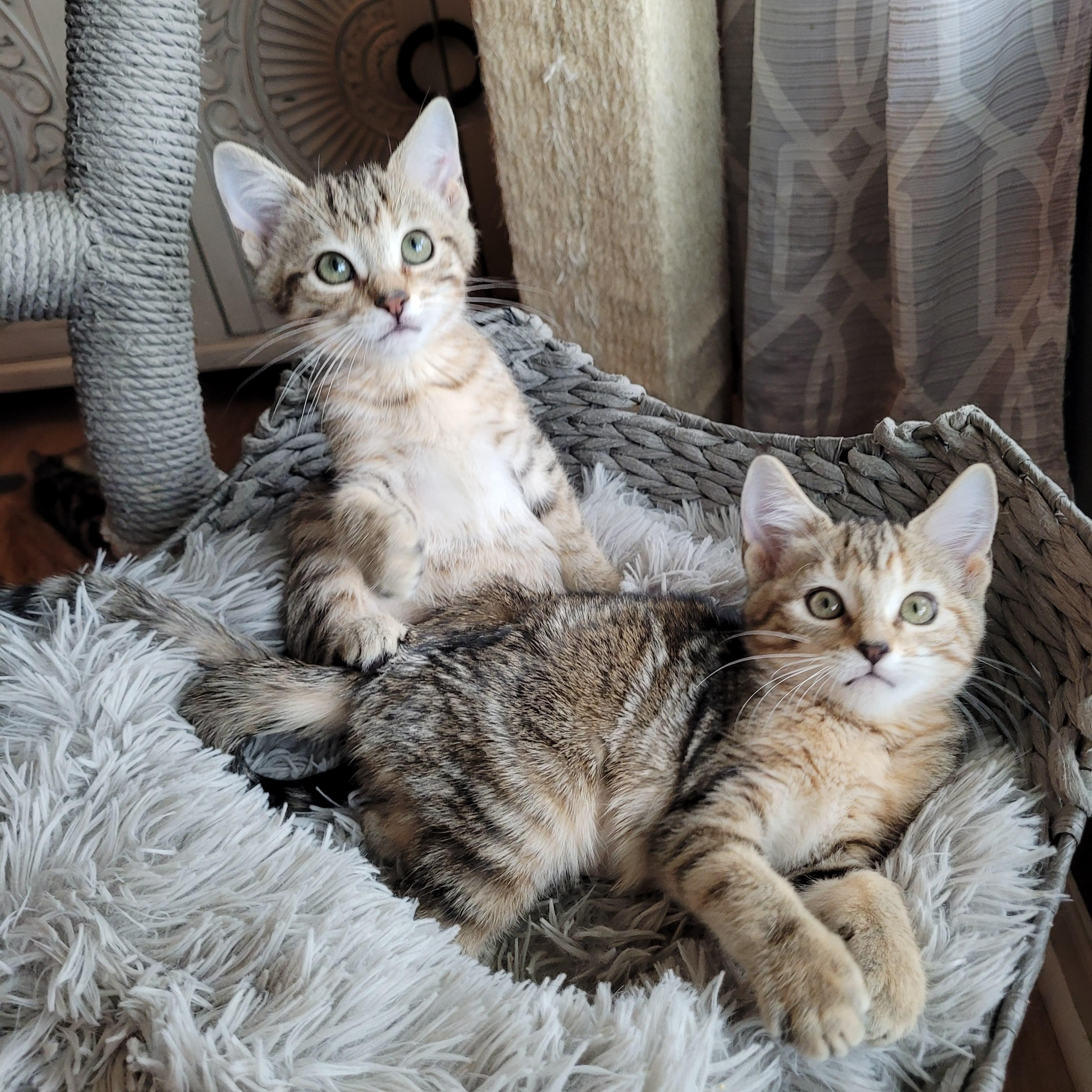 Enlarge Puddin' & Boots, a Adoptable Domestic Short Hair in Indianapolis, IN image 2/5