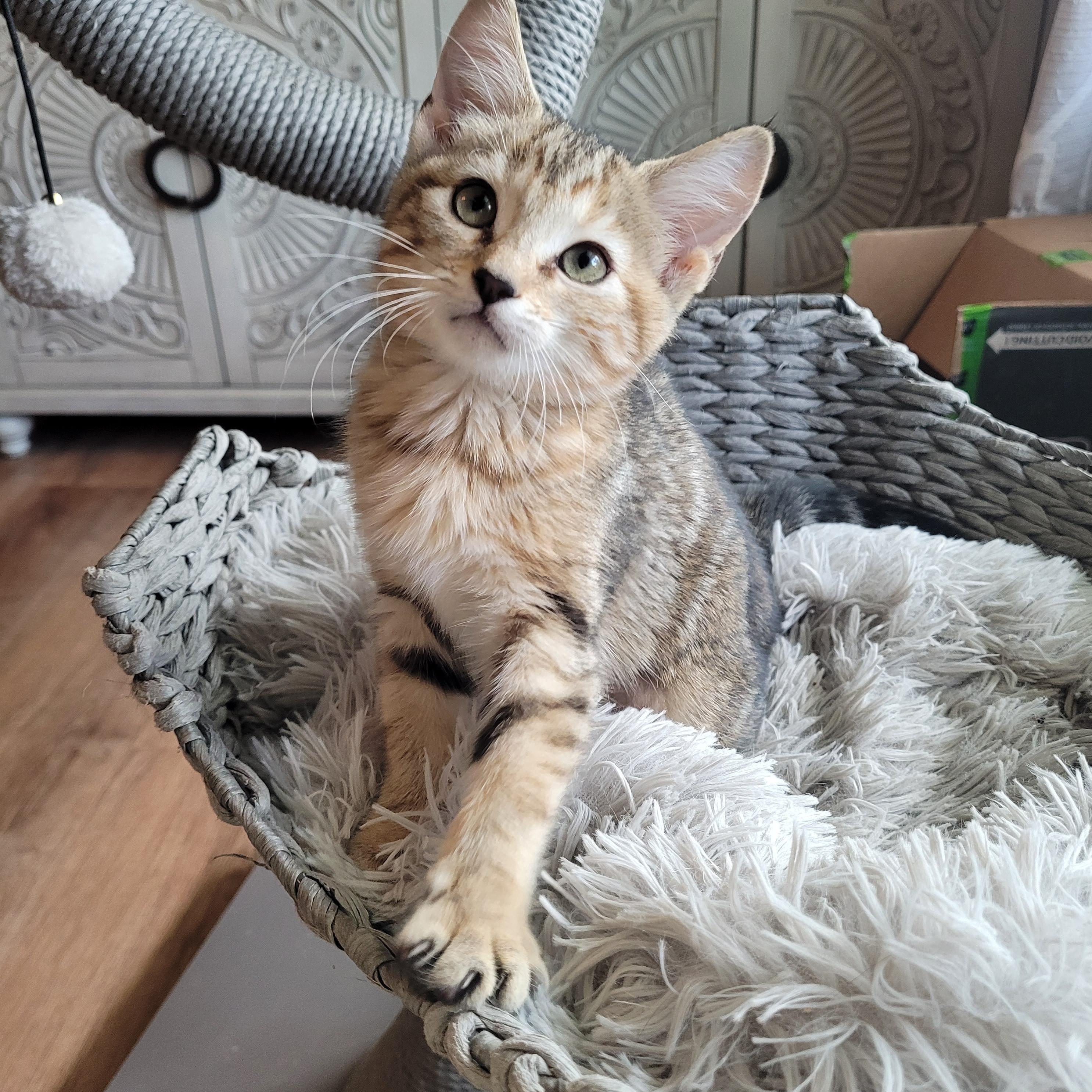 Enlarge Puddin' & Boots, a Adoptable Domestic Short Hair in Indianapolis, IN image 5/5
