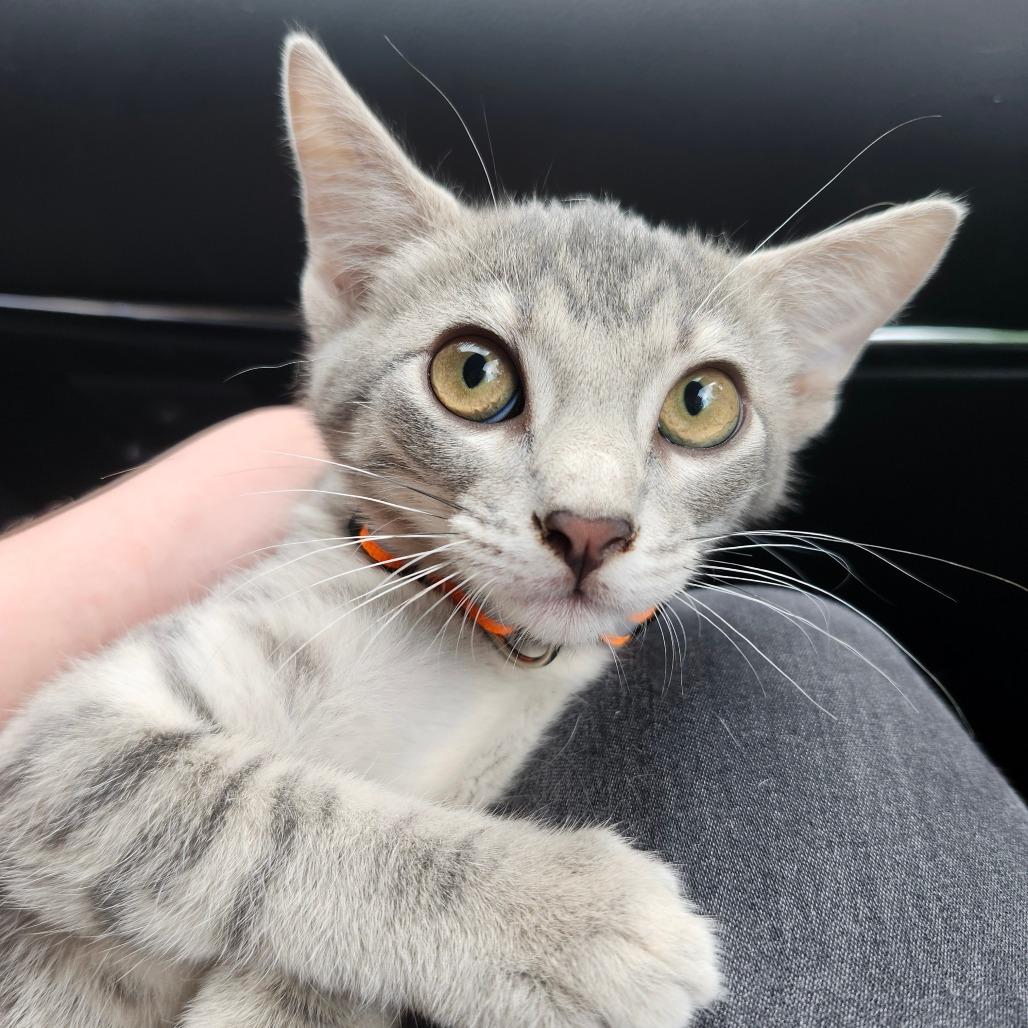Owl, a Adoptable Domestic Short Hair in Greenwood, MO image 1/3